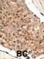 Bmp10 Antibody (N-term)
